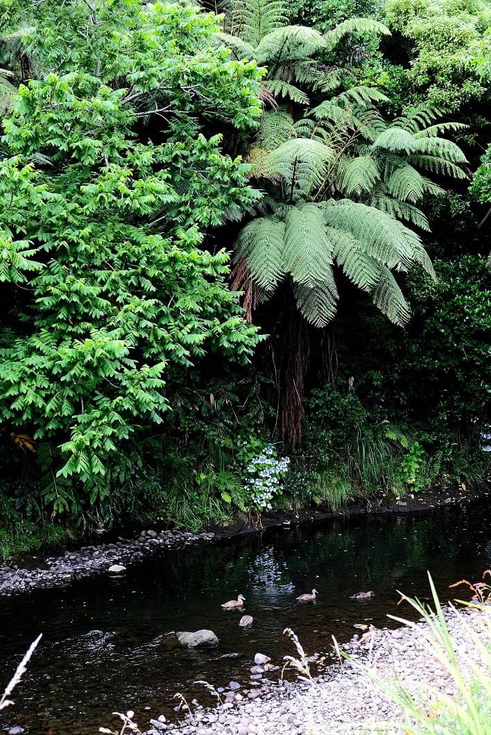 Pukekura Park Access