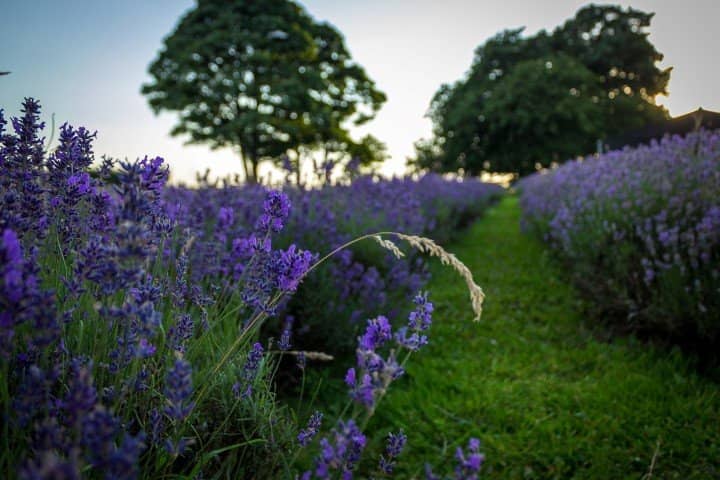 Dog-Friendly Amenities