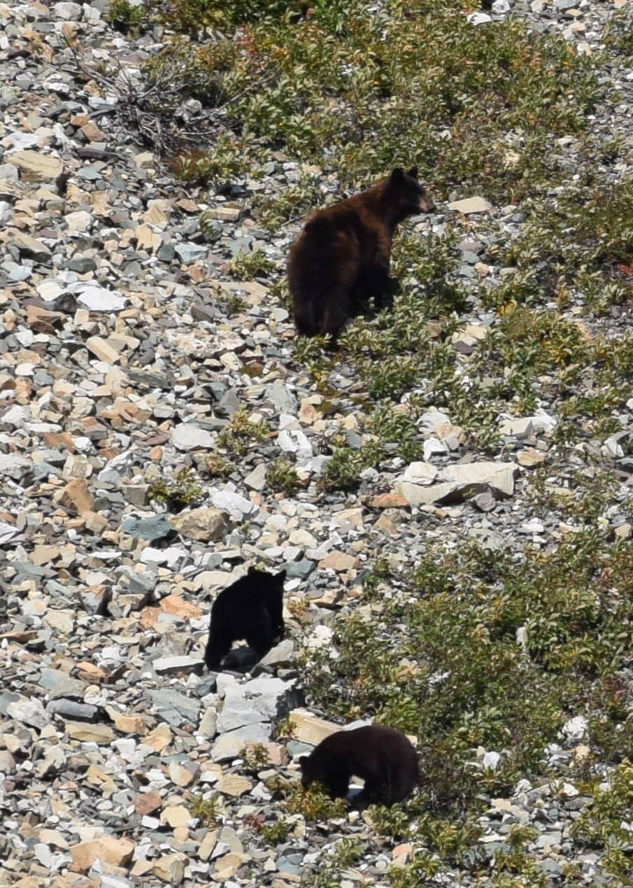 Waterton-Glacier International Peace Park Cruise
