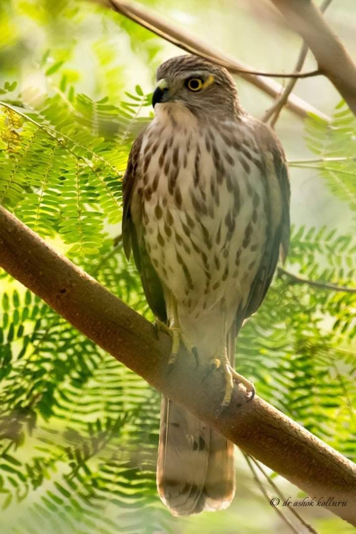 Serene Morning Views