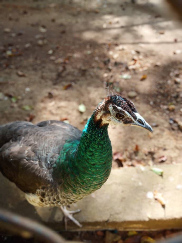 Boating on Yercaud Lake