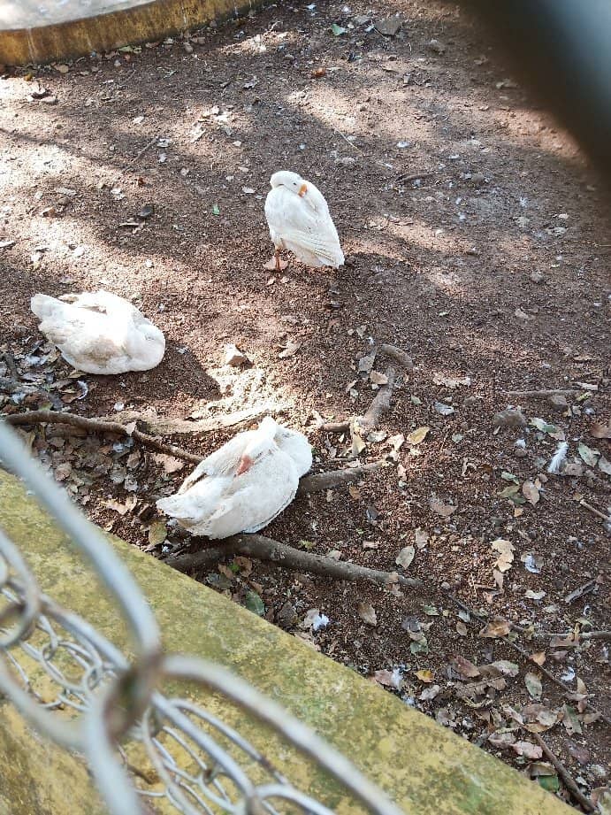 Deer and Bird Watching