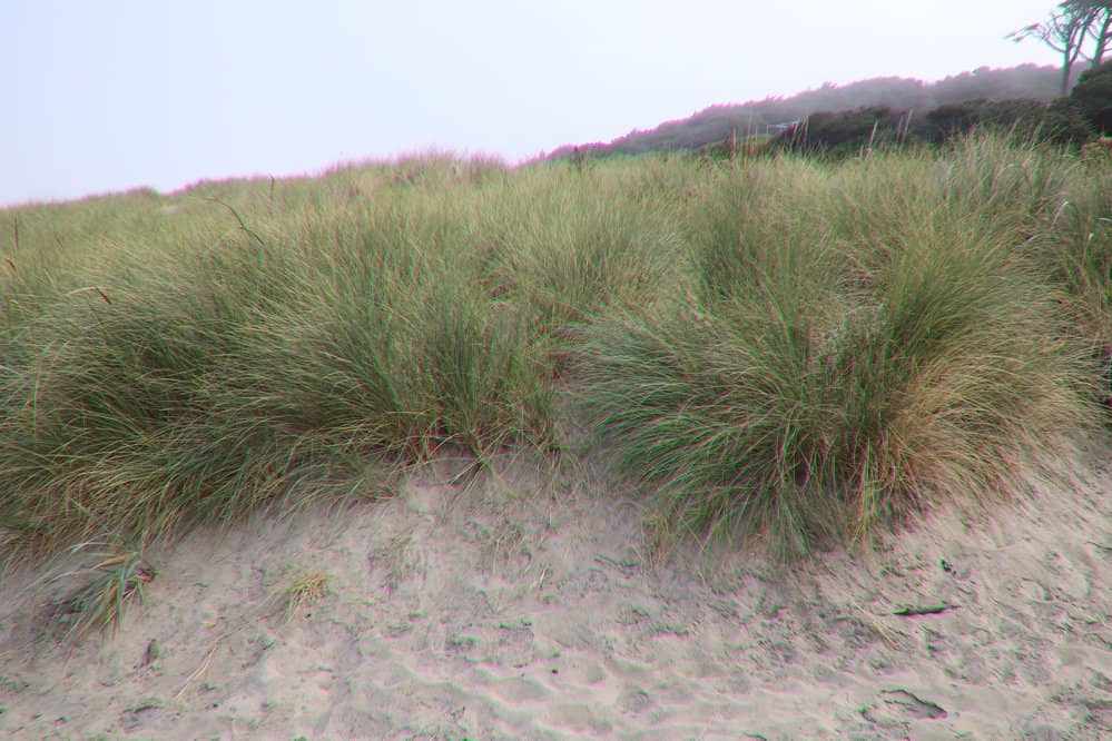 Aleasea Bay Bridge Views