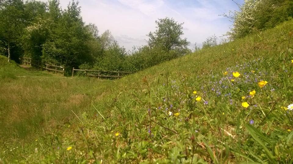 Woodland Trails