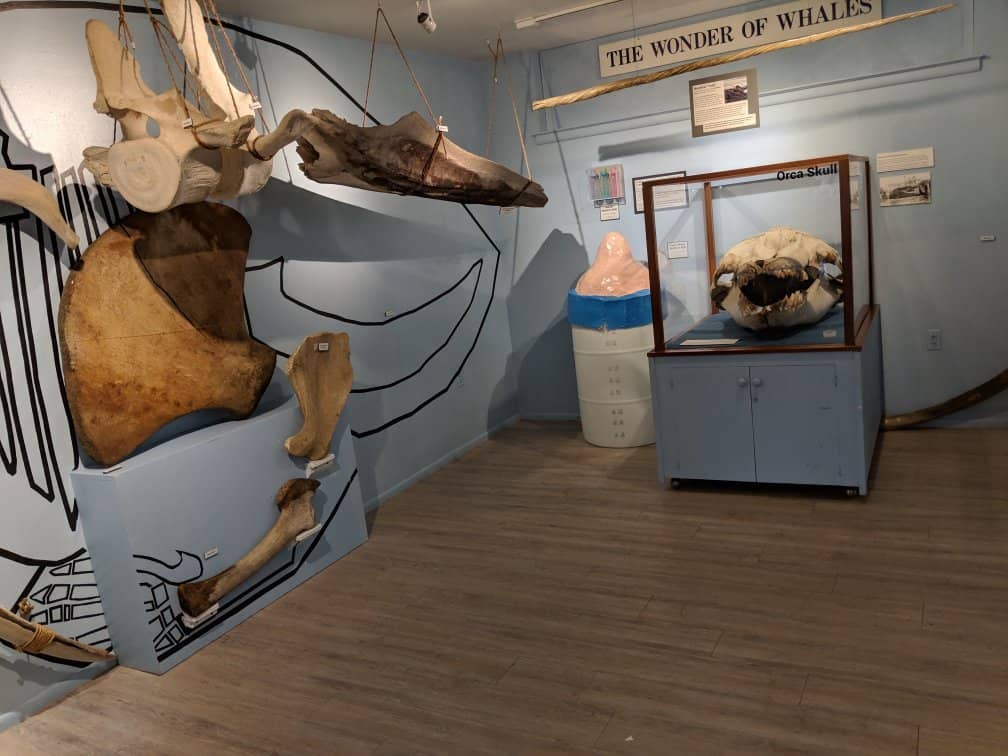 Interactive Whaler Experience