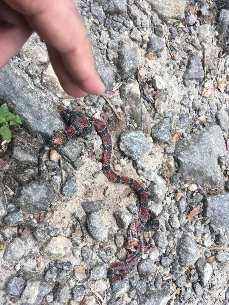 Birdwatching Opportunities