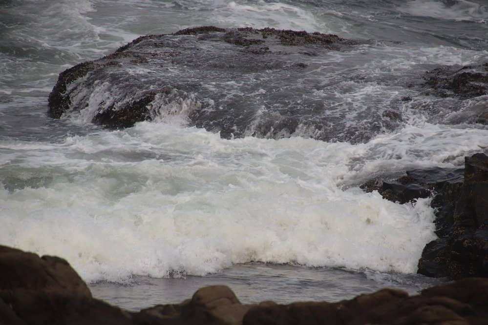 Tide Pool Exploration