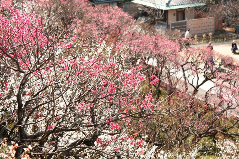 Traditional Tea House
