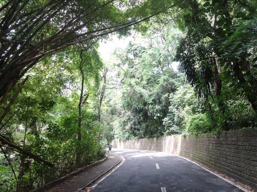 Lush Greenery and Ancient Trees
