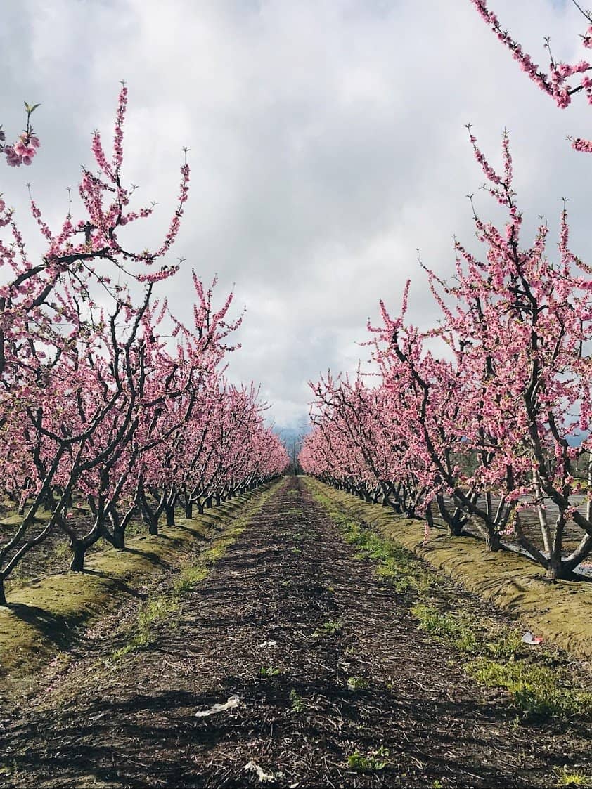 Simonian Farms