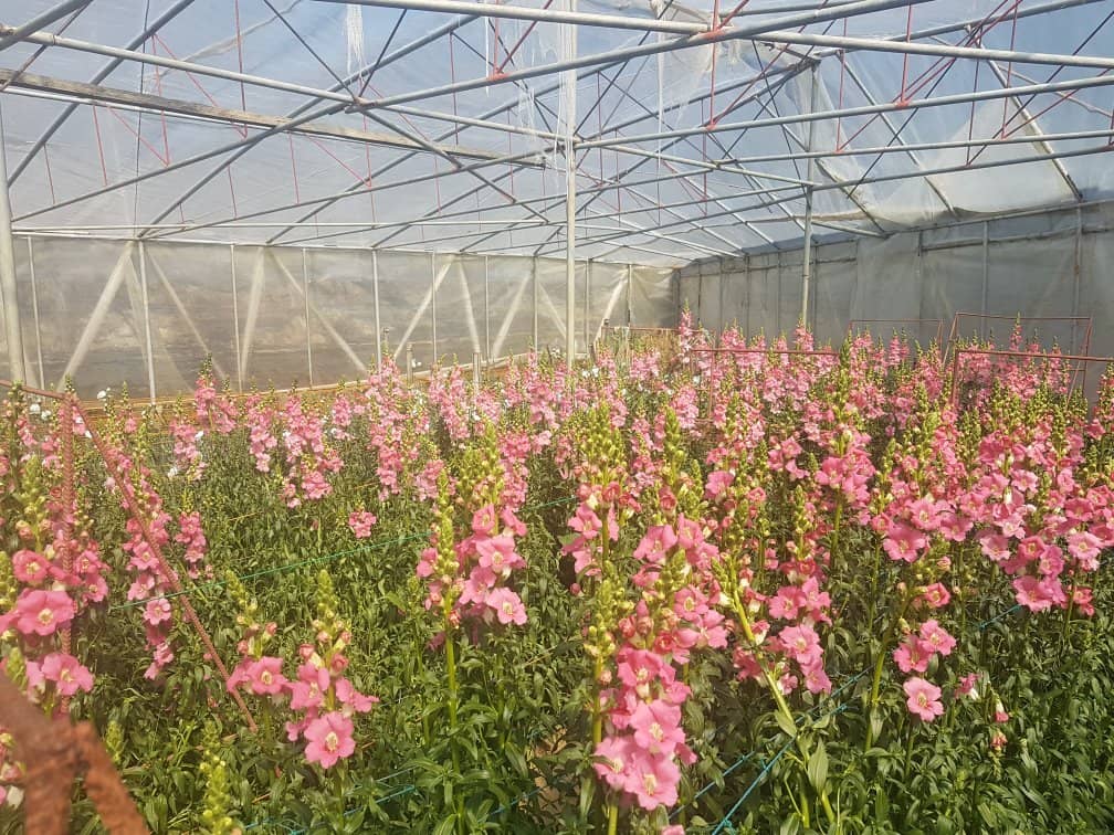 Dried Lavender Delights