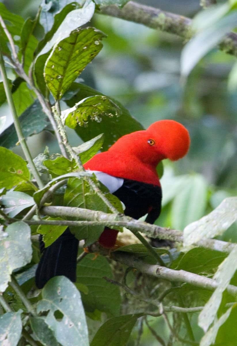 Andean Bear Sightings