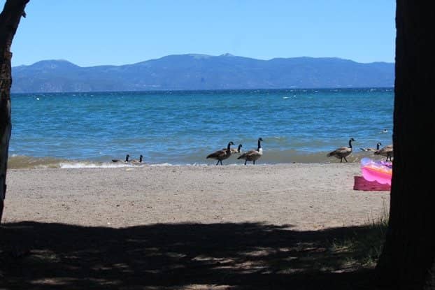 Dog-Friendly Shores