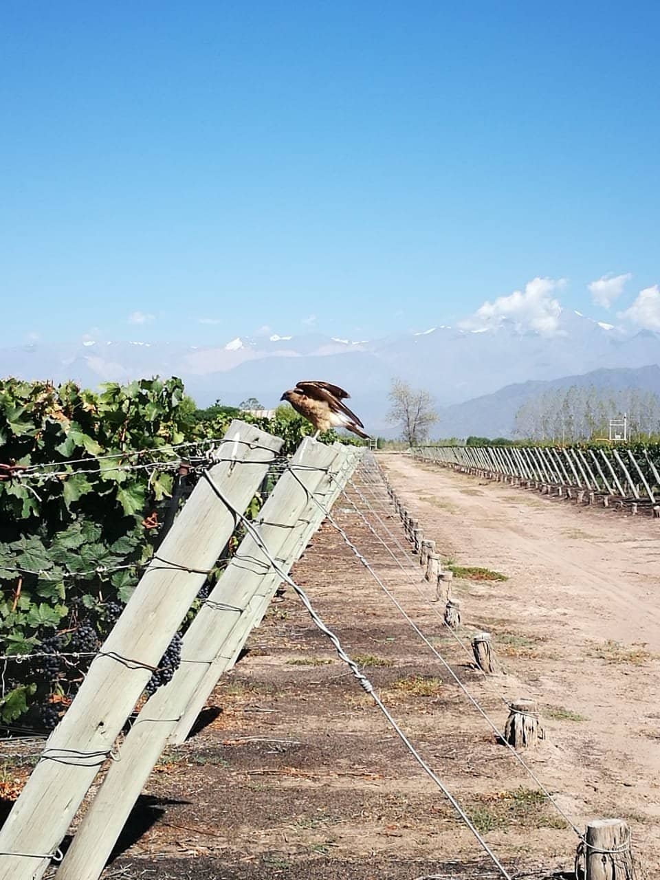 Architectural Design