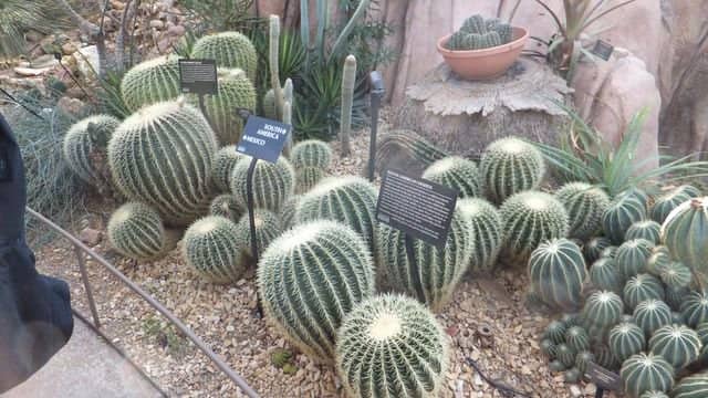 Tropical Dome