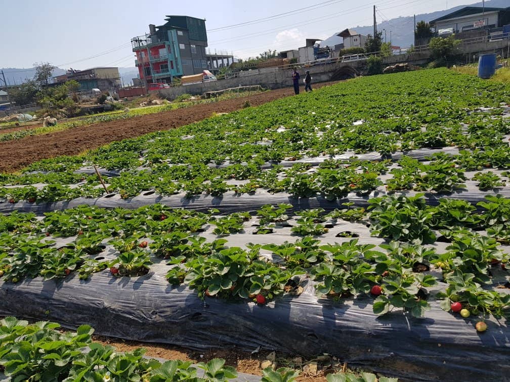 Vibrant Pasalubong Market