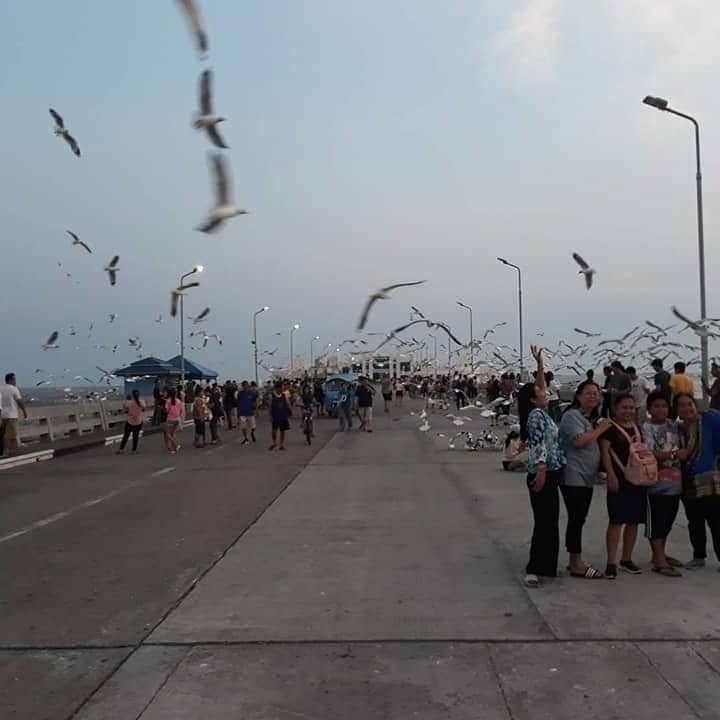 Seagull Feeding
