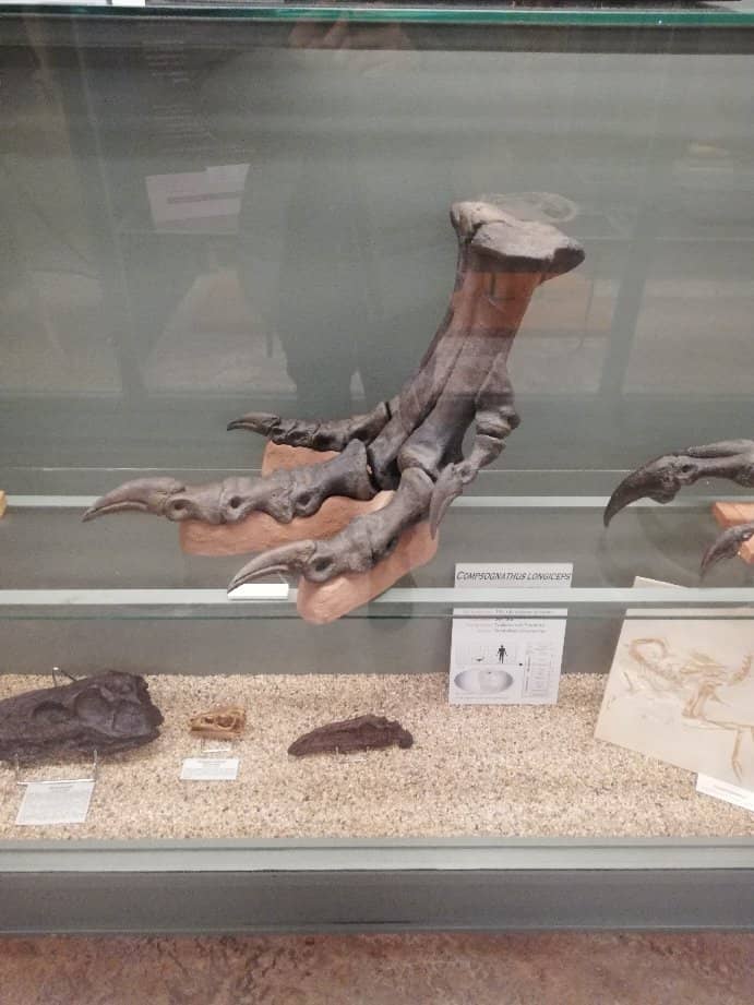 Dinosaur Hall