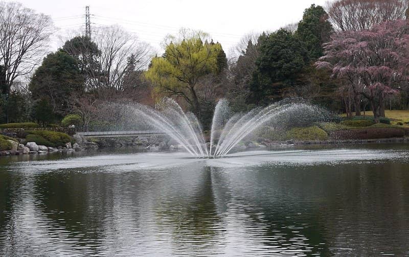 Metasequoia Trees