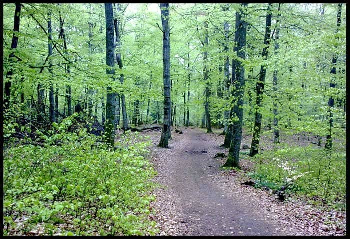 Abundant Wildlife Trails