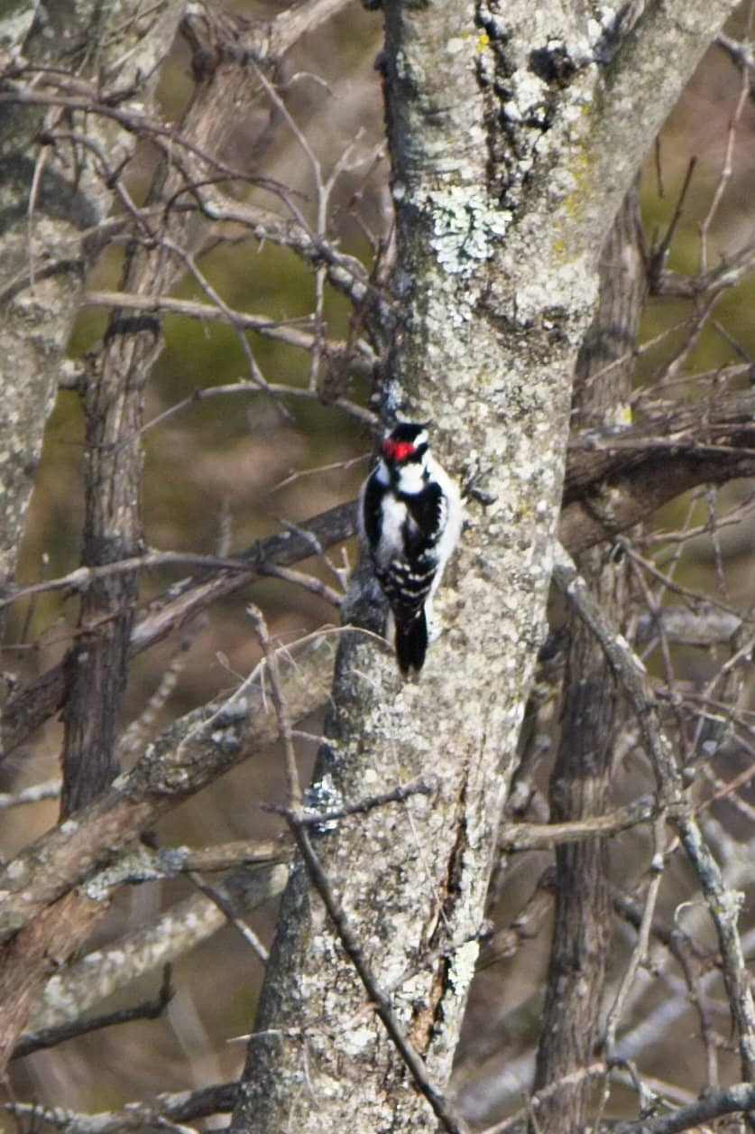 The Infamous Winnie the Pooh Tree