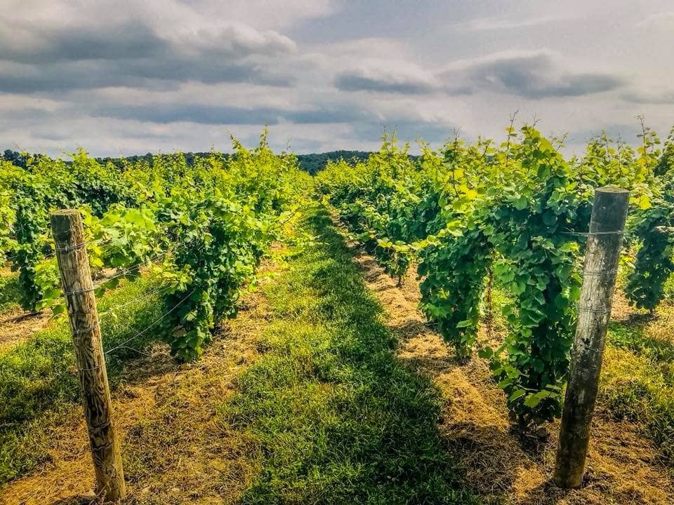 Breathtaking Vineyard Views