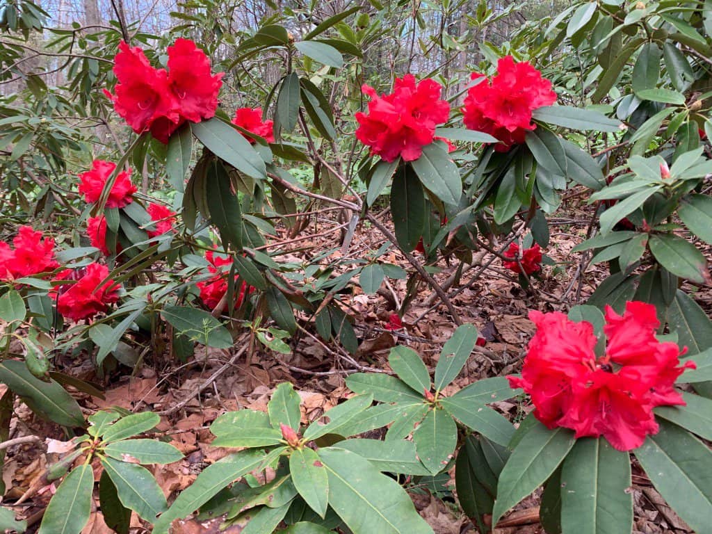 Children's Garden & StoryWalk