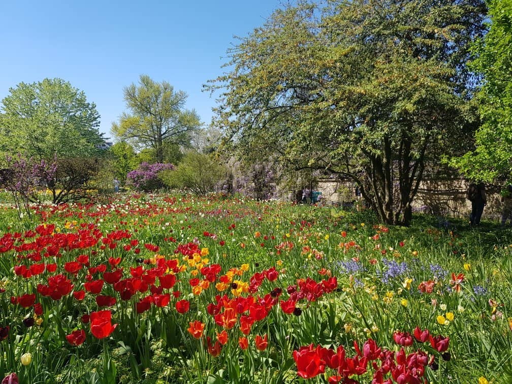 Vibrant Tulip Displays