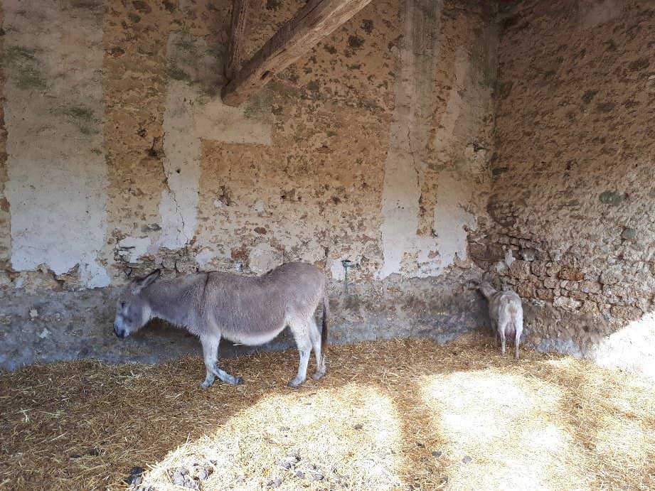 Forest Trails