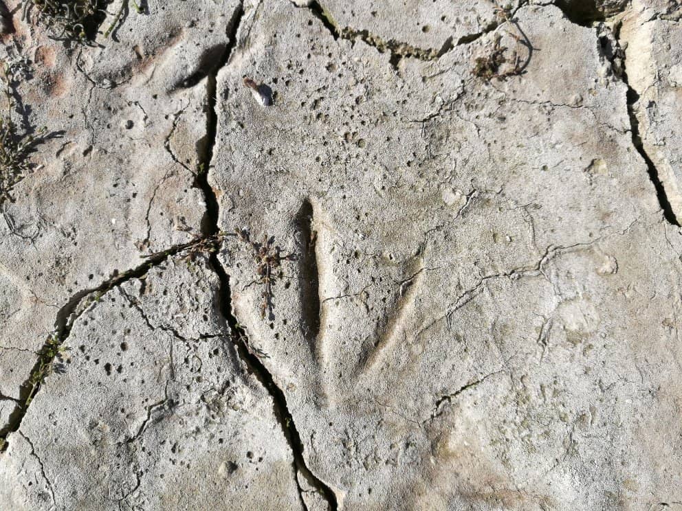 Birdwatching Paradise