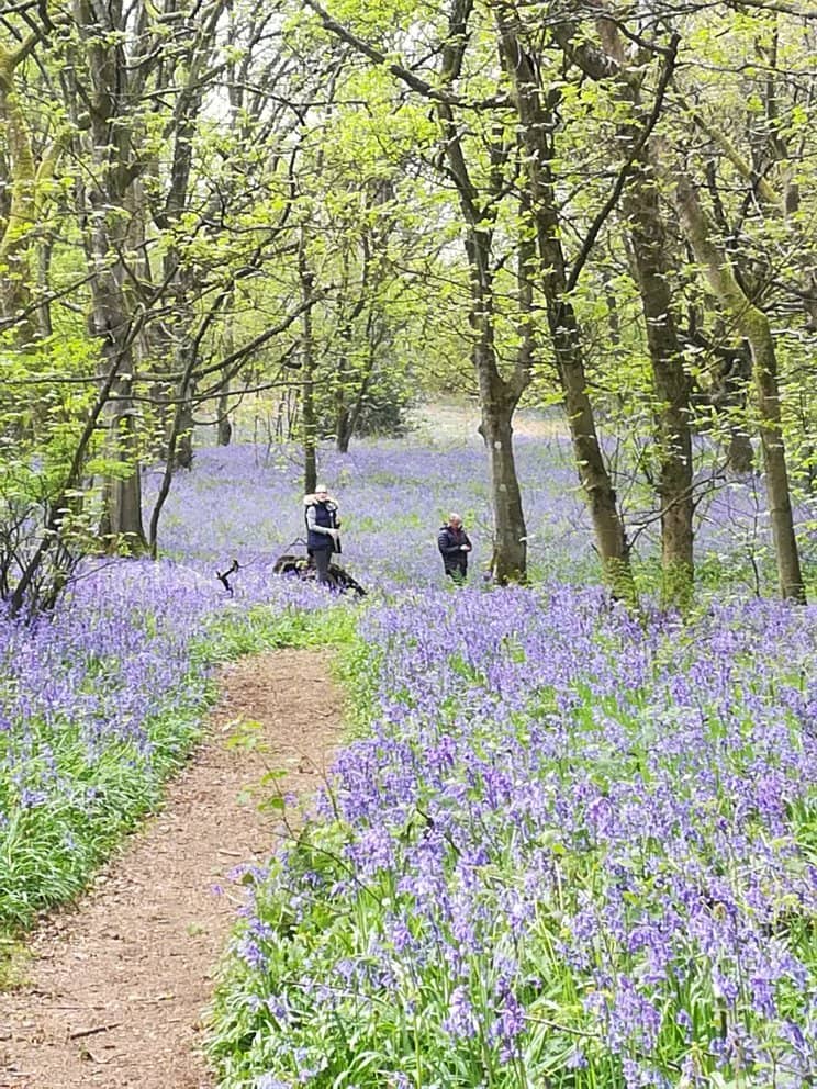 Woodland Escapism