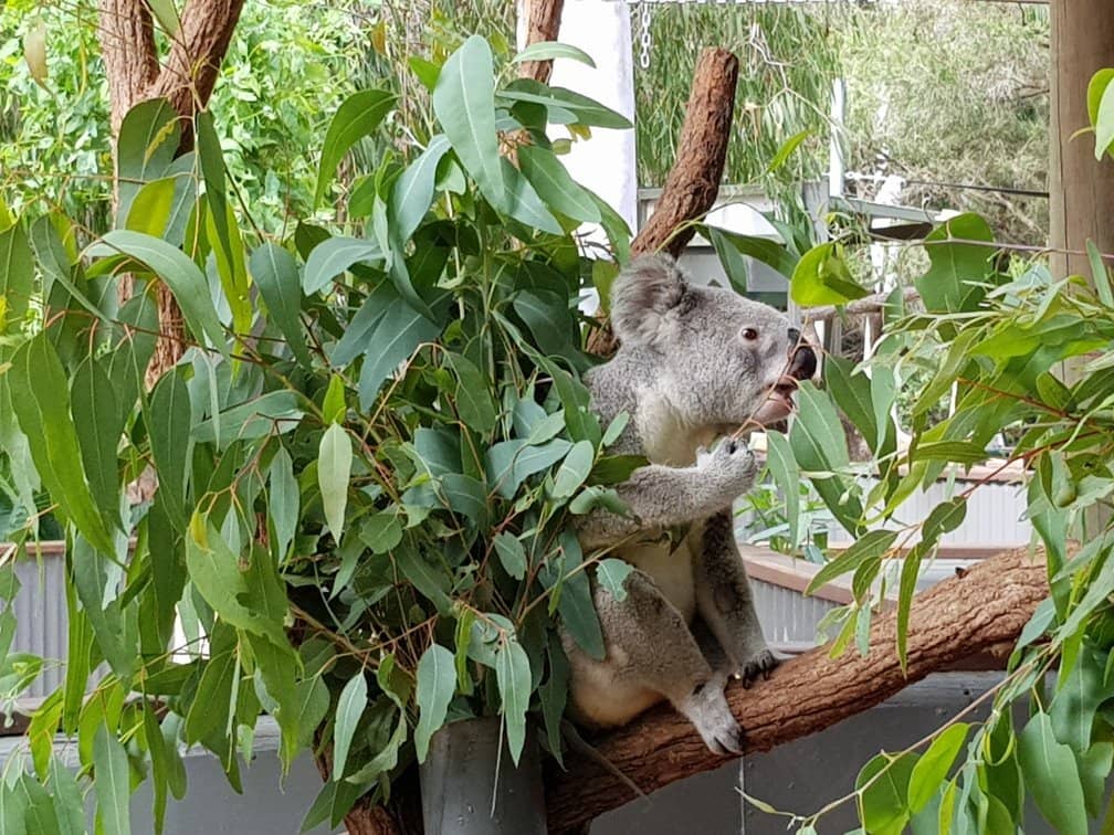 Koala Cuddles & Kangaroo Feeds