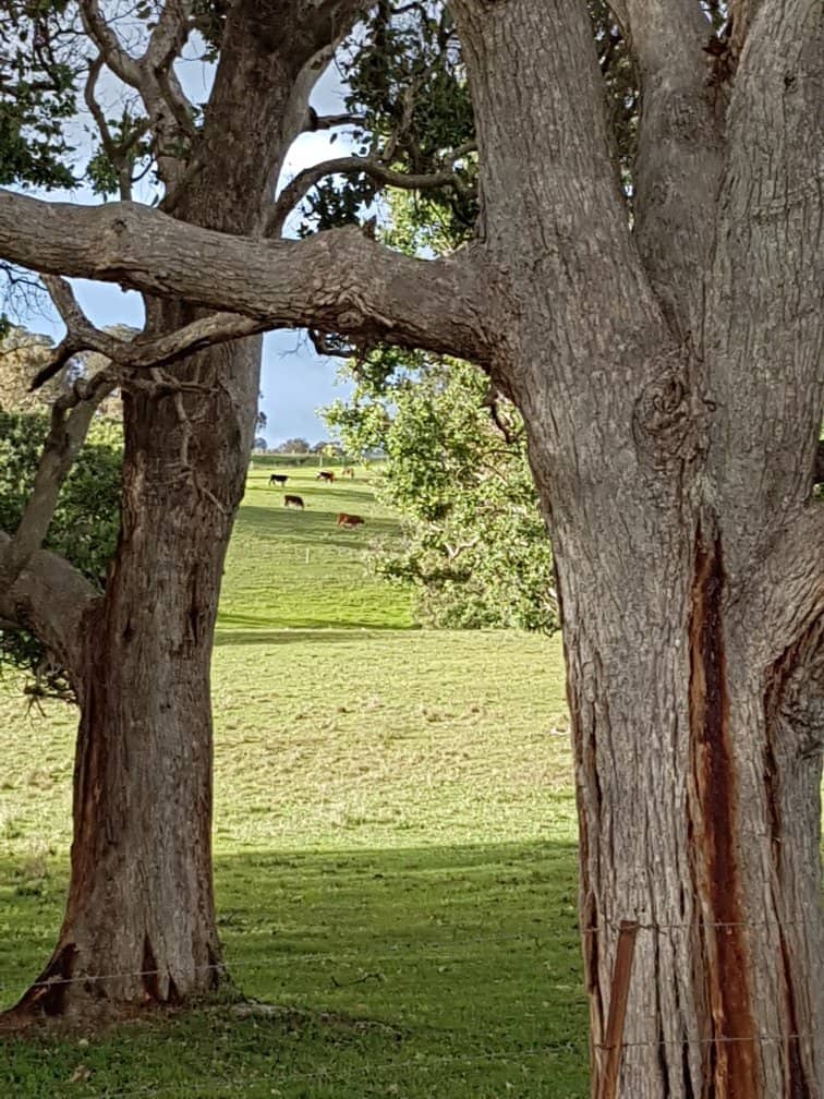 Tranquil Camping Experience