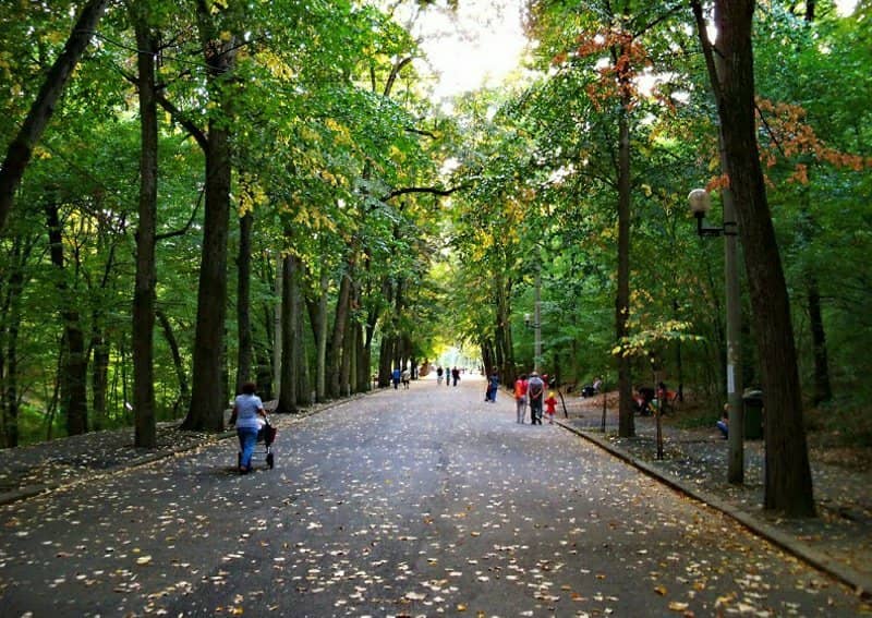 Trivale Forest