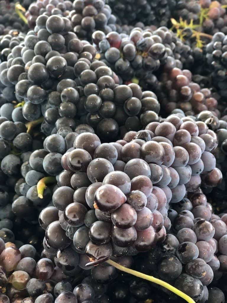 Vineyard Views & Sunsets