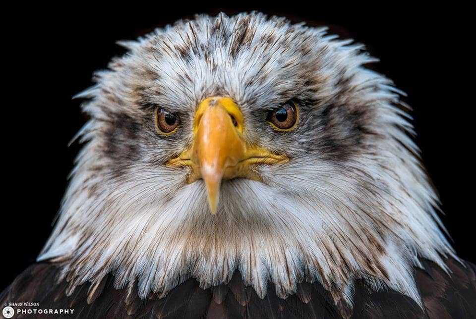 Bateleur Eagle Spotlight