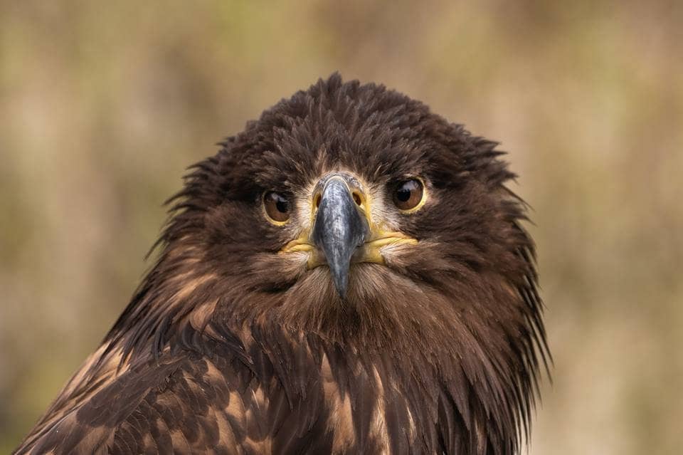 Spectacular Flying Displays