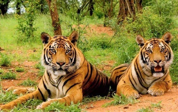Tiger Safari