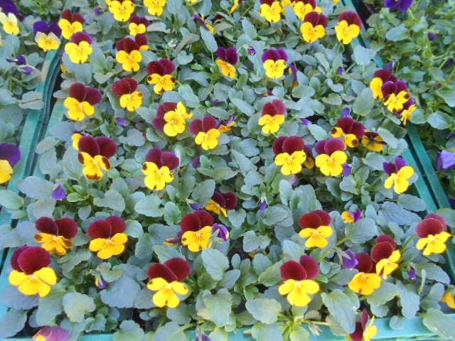 Specialty Food Stalls