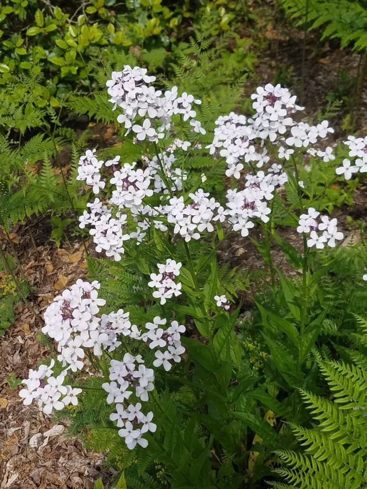 Peaceful Pond and Shaded Areas