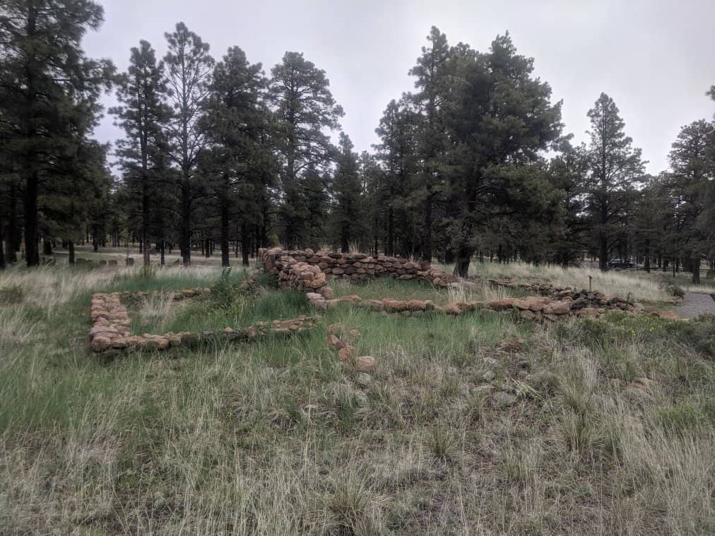 Dendrochronology Insights