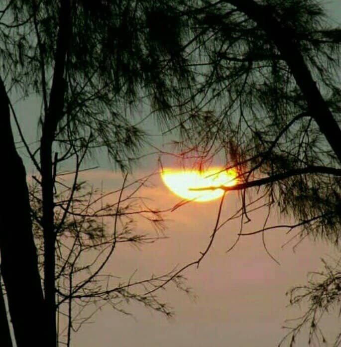 Tannirbhavi Tree Park