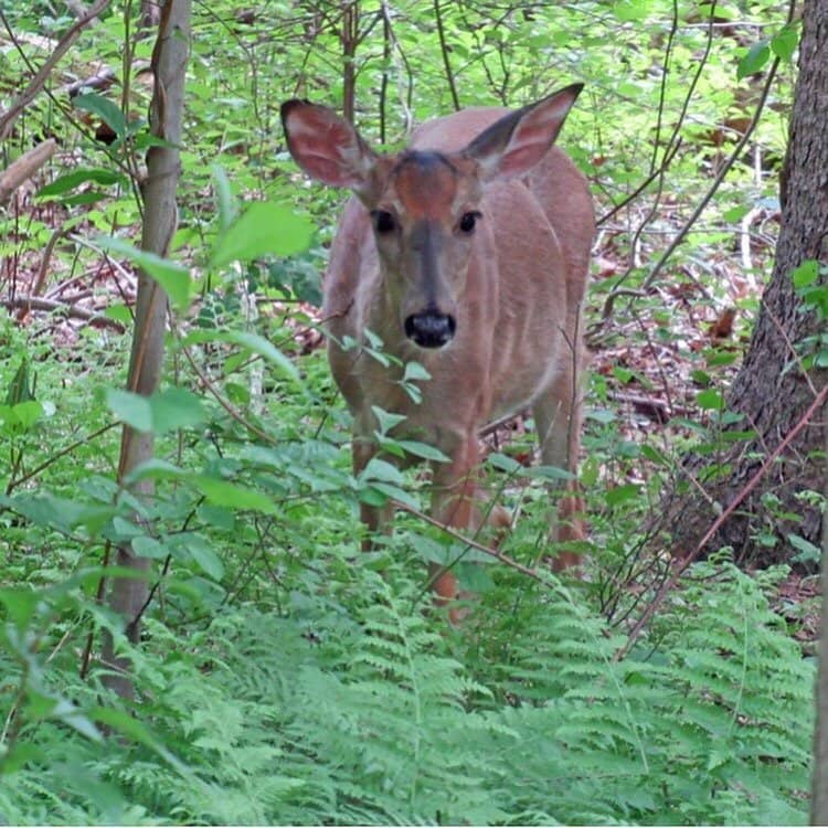 Wildlife Viewing