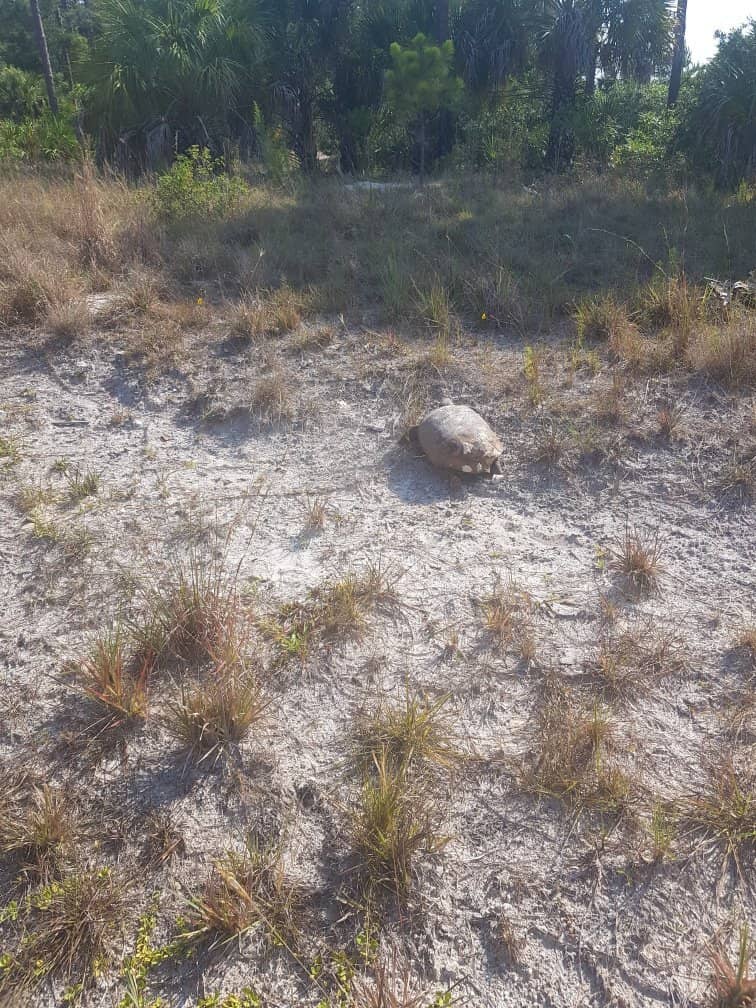 Wildlife Encounters