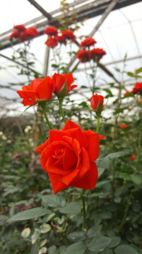 Serene Floral Escape