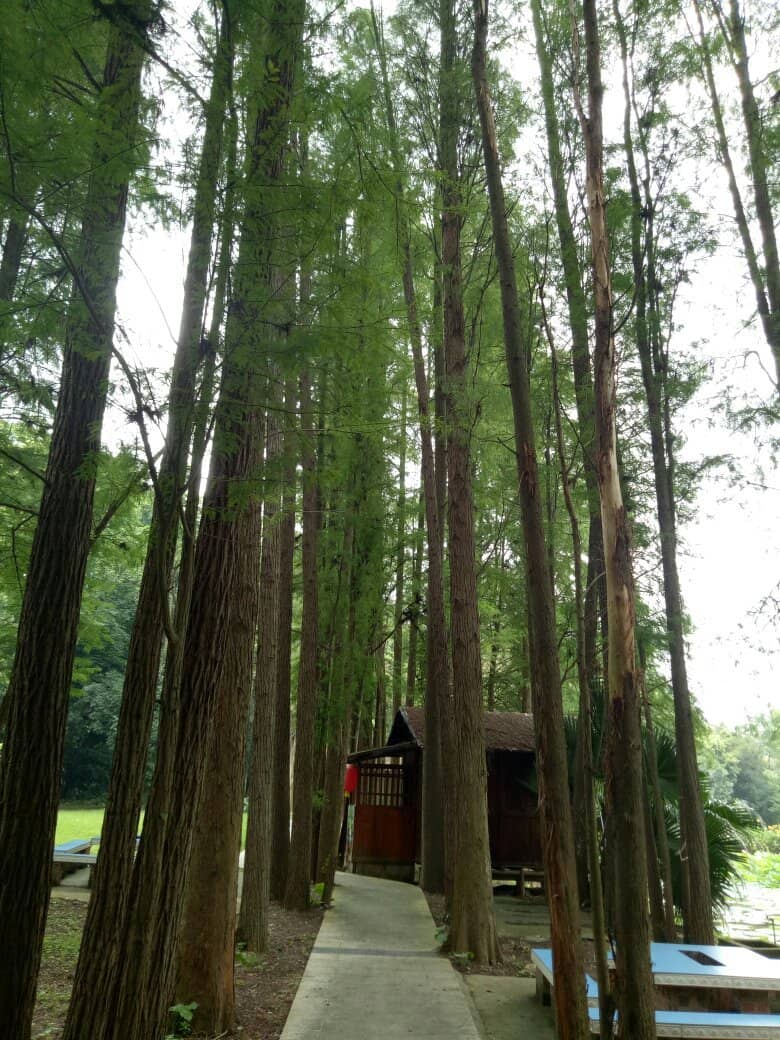 Tranquil Forest Walks