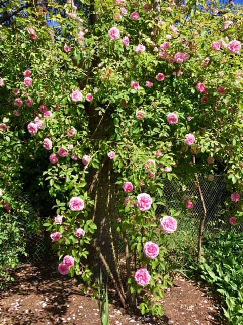 Willamette Riverfront Access