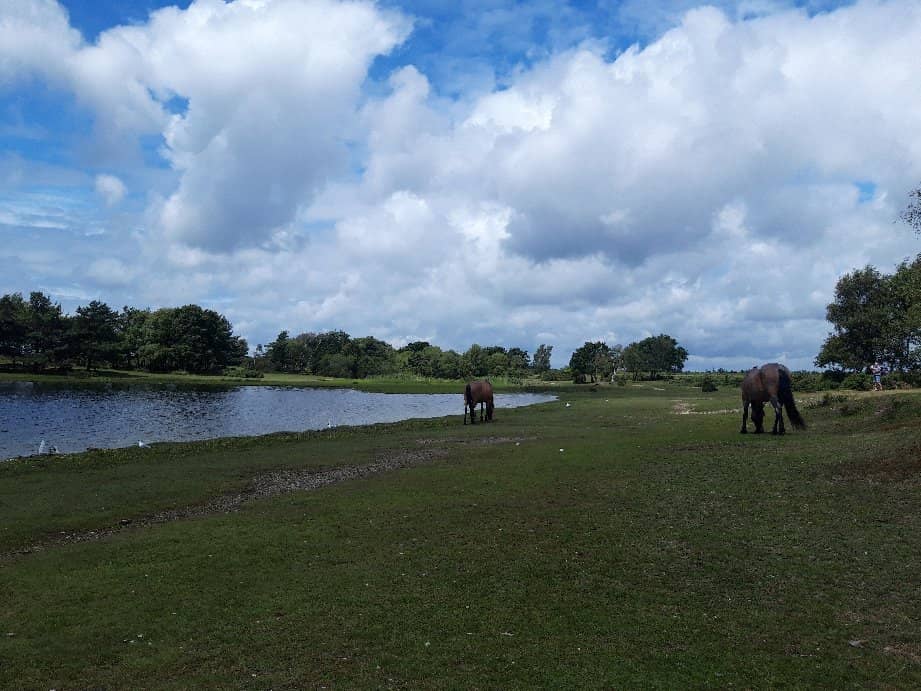 Ringwood Town Trail
