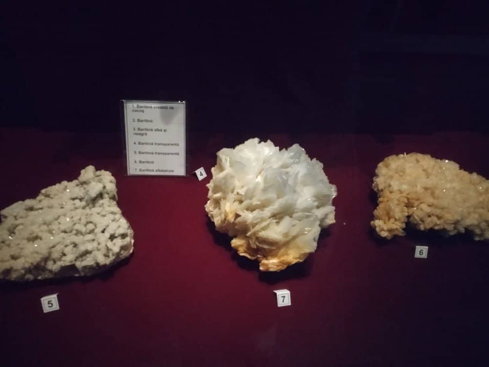 Local Flora and Fauna Exhibits