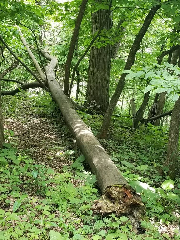 Abundant Wildlife